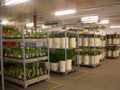 Product on display in the large flower cooler.