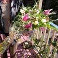 European Handtied Bouquet of dendrobium orchids, pink oriental lilies, tropical foliages, lisianthus, glads, alstro