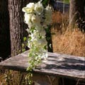 Traditional Cascade Wedding Bouquet of callas, roses, dendrobium orchids, stephanotis, ivy