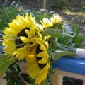 Posy Style Wedding Bouquet of sunflowers and beargrass