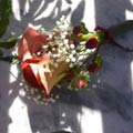 Wedding Boutonniere of leonidas rose, hypericum, millionstar gyp