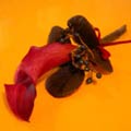 Wedding Boutonniere of dwarf calla, viburnum berry